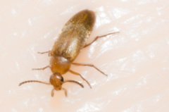 Anaspis rufa