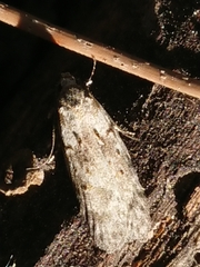 Izatha convulsella