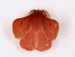 Anthela ferruginosa