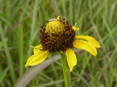 Rudbeckia texana