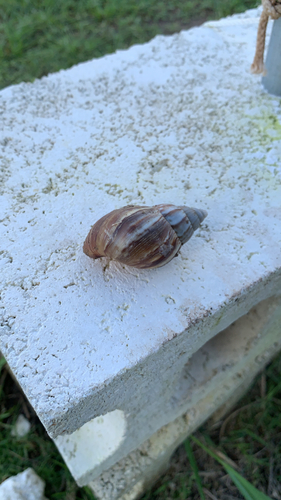 Achatina fulica observed 2020-09-24