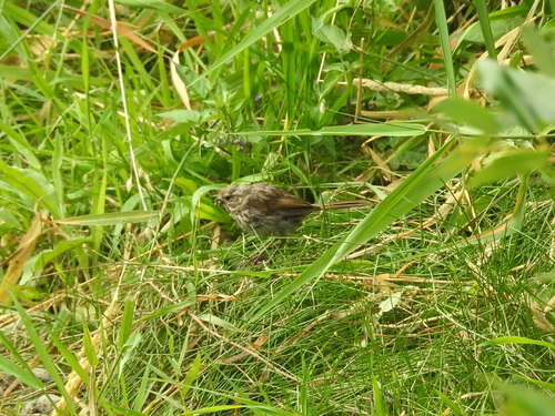 Song Sparrow photographed in Montana