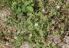 Erodium cicutarium dunense