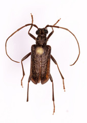 Afroartelida teunisseni