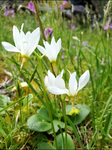 darkthroat shootingstar (Dodecatheon pulchellum)