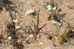 Cryptantha mohavensis