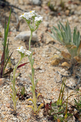 Cryptantha mohavensis