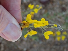 Crotalaria excisa