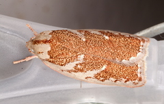 Euchaetis rhizobola