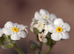 Cryptantha mohavensis