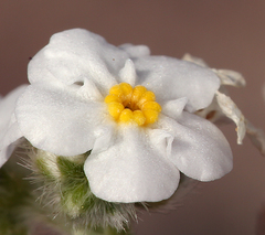 Cryptantha mohavensis