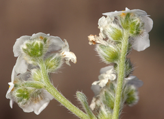 Cryptantha mohavensis