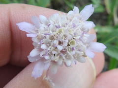 Sixalix atropurpurea