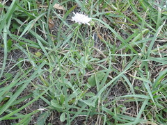 Sixalix atropurpurea