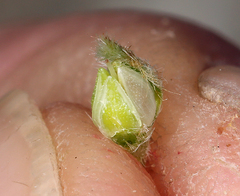 Cryptantha mohavensis