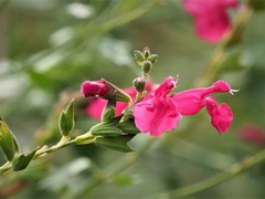 Salvia lemmonii