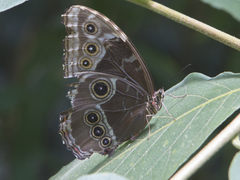 Morpho helenor corydon