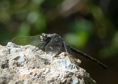 Tachopteryx thoreyi