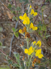 Crotalaria excisa