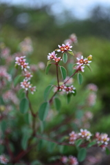 Euphorbia tricolor