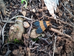 Calopteron reticulatum