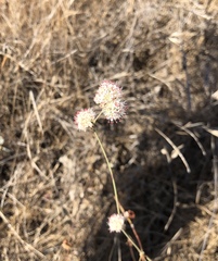 Eriogonum nudum auriculatum
