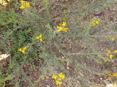 Crotalaria excisa