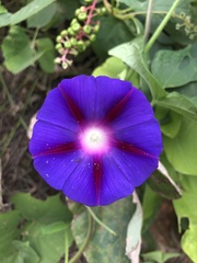 Ipomoea purpurea