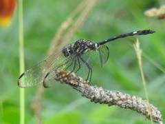 Dythemis velox