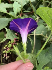 Ipomoea purpurea