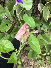 Ipomoea purpurea