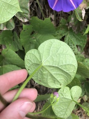 Ipomoea purpurea