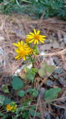 Packera quebradensis