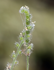 Cryptantha muricata denticulata