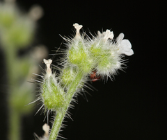 Cryptantha muricata denticulata