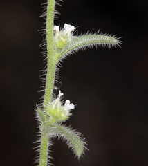 Cryptantha muricata denticulata