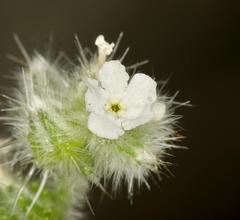 Cryptantha muricata denticulata