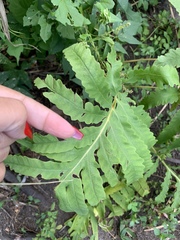 Onoclea sensibilis