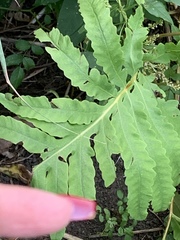 Onoclea sensibilis