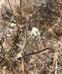 Eriogonum nudum auriculatum