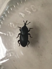 Scyphophorus yuccae