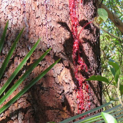 Corymbia nesophila