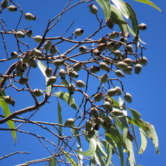 Corymbia nesophila