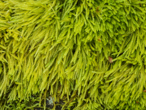 Scleropodium californicum