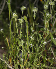 Cryptantha nevadensis