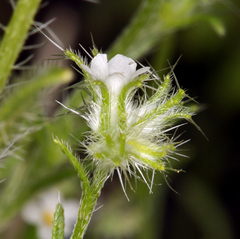 Cryptantha nevadensis