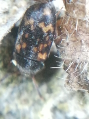 Mycetophagus atomarius