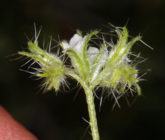 Cryptantha nevadensis