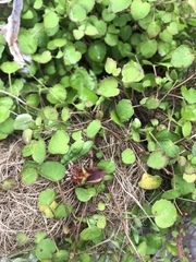 Fuchsia procumbens