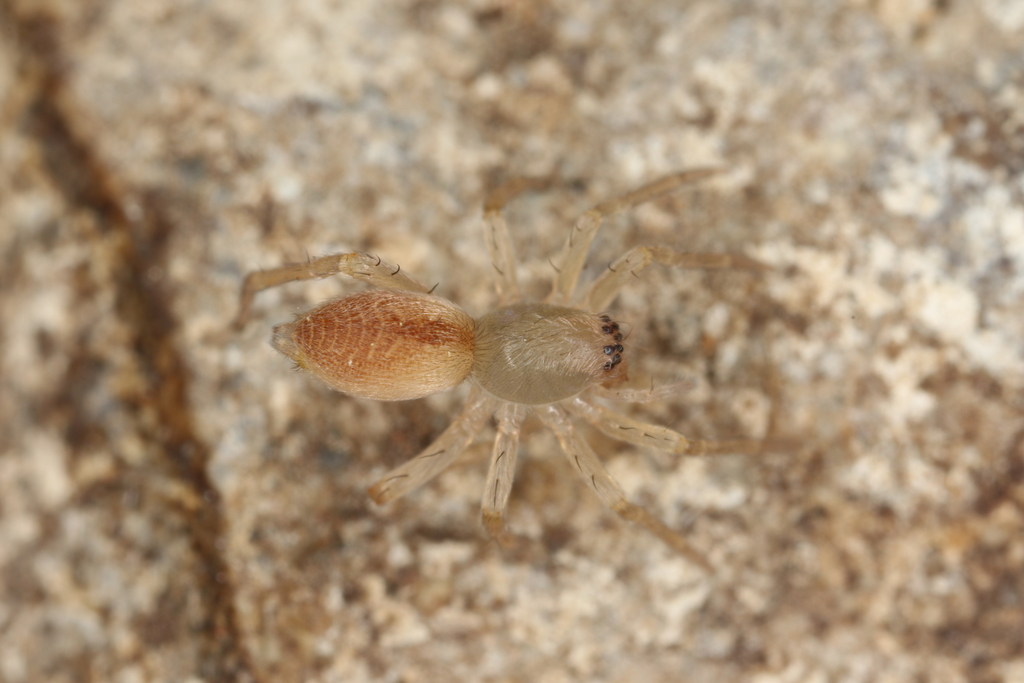 Clubiona diversa